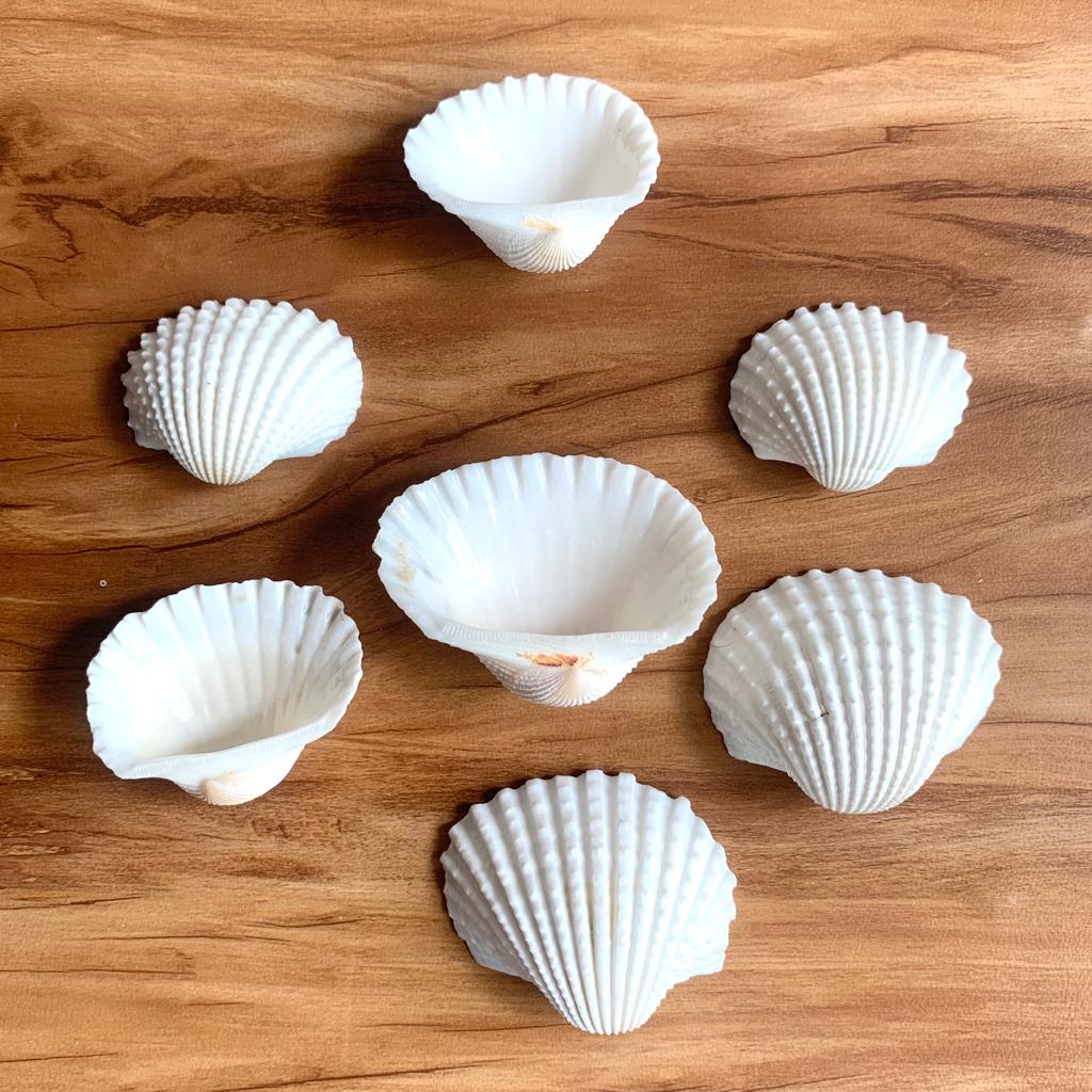 Medium Seep Sea shell - B (Pack of 2)