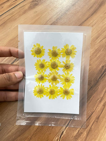 Pressed Daisy Flower - Yellow