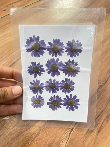 Pressed Daisy Flower - Purple