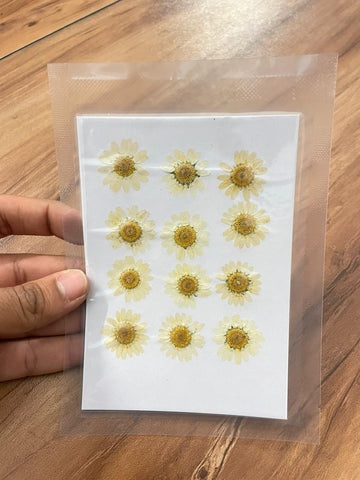 Pressed Daisy Flower - White