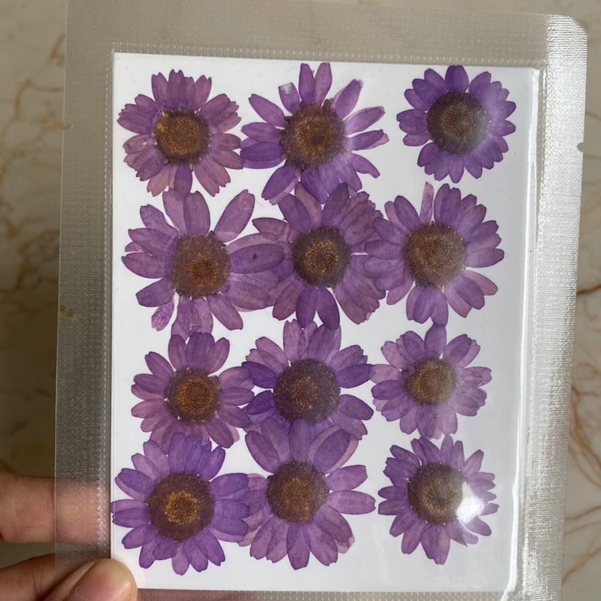 Violet Pressed Dried Daisy Flower