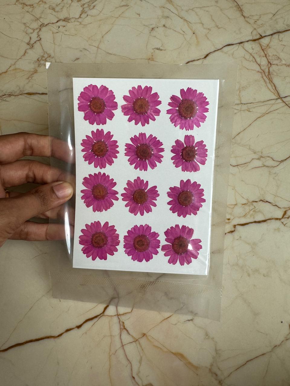 Pressed Daisy Flower - Hot Pink