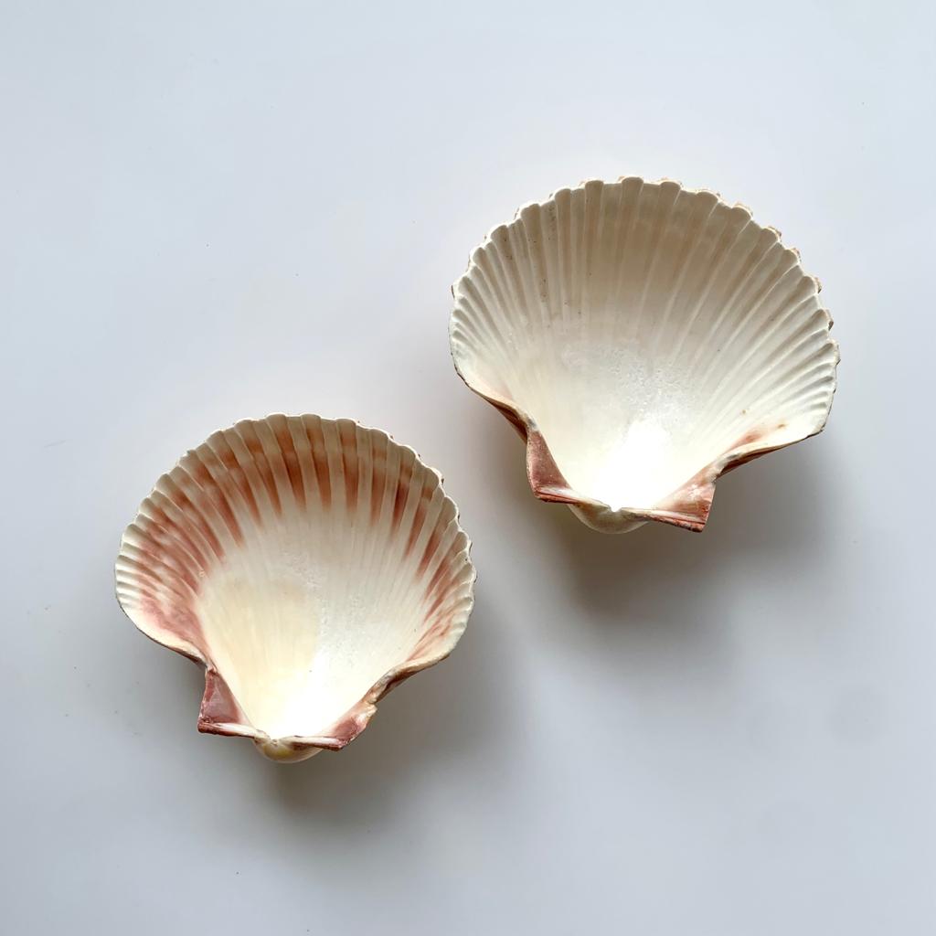 Medium Seep Sea shell - A (Pack of 2)