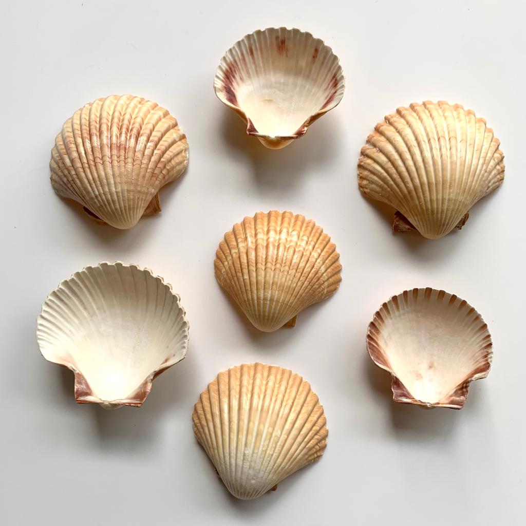Medium Seep Sea shell - A (Pack of 2)