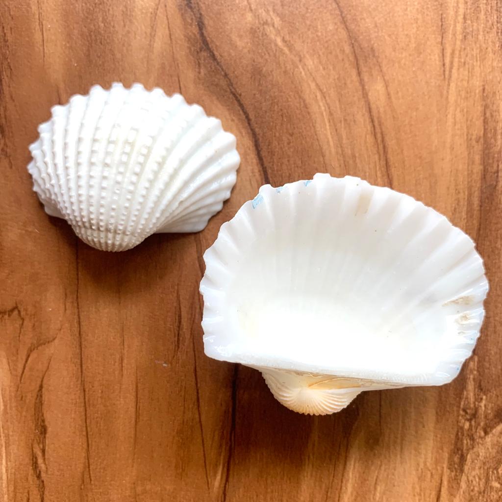 Medium Seep Sea shell - B (Pack of 2)
