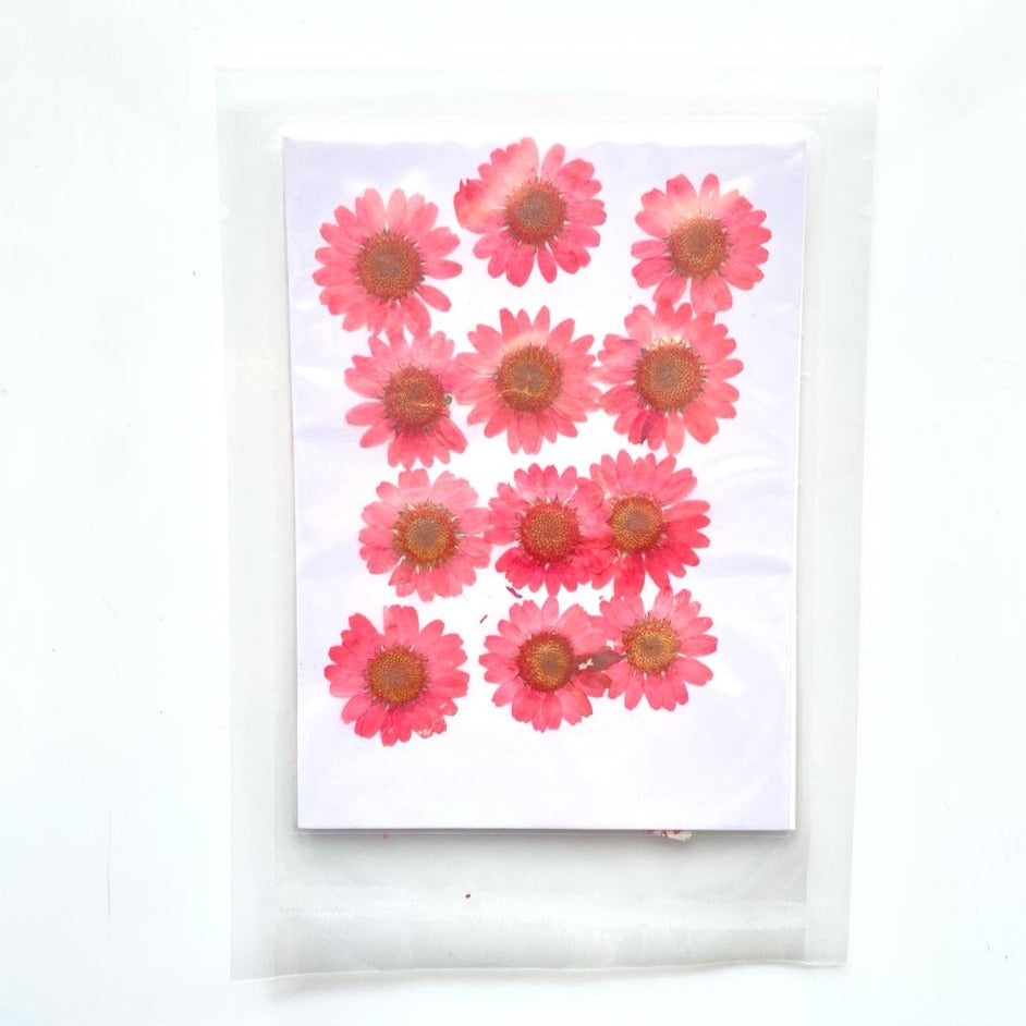 Pastel pink Pressed Dried Daisy Flower