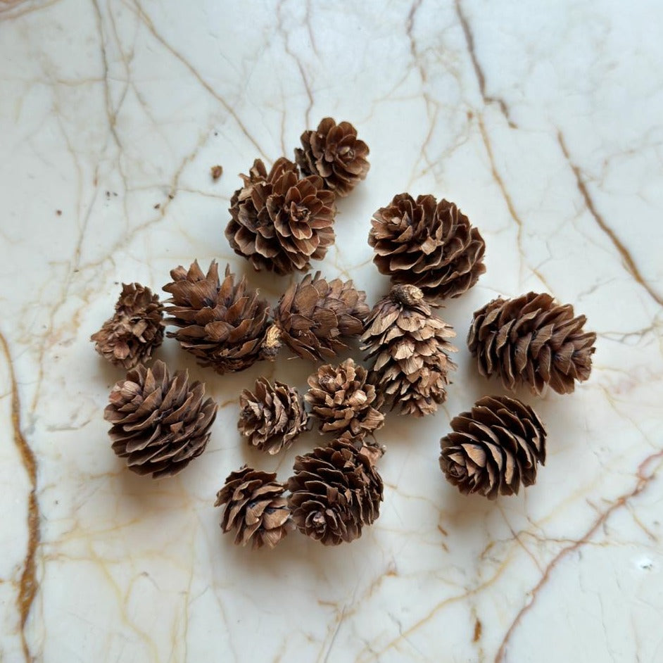 Mini Dried Pine Cones