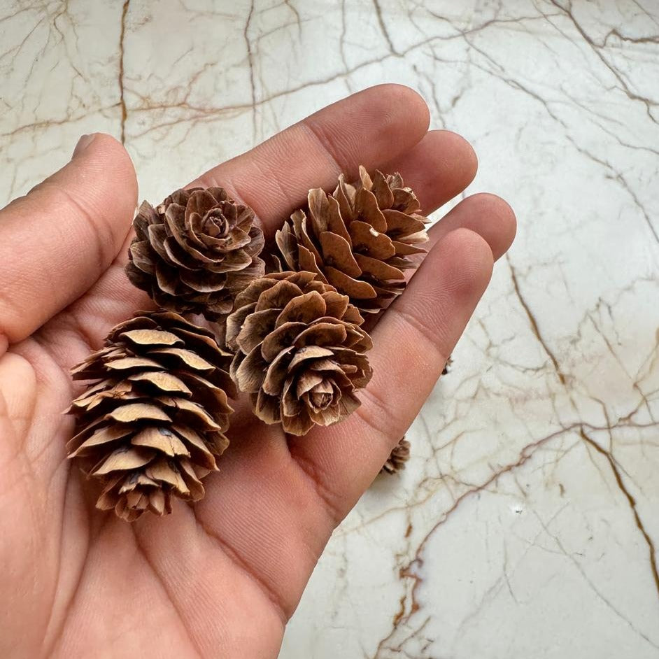 Mini Dried Pine Cones