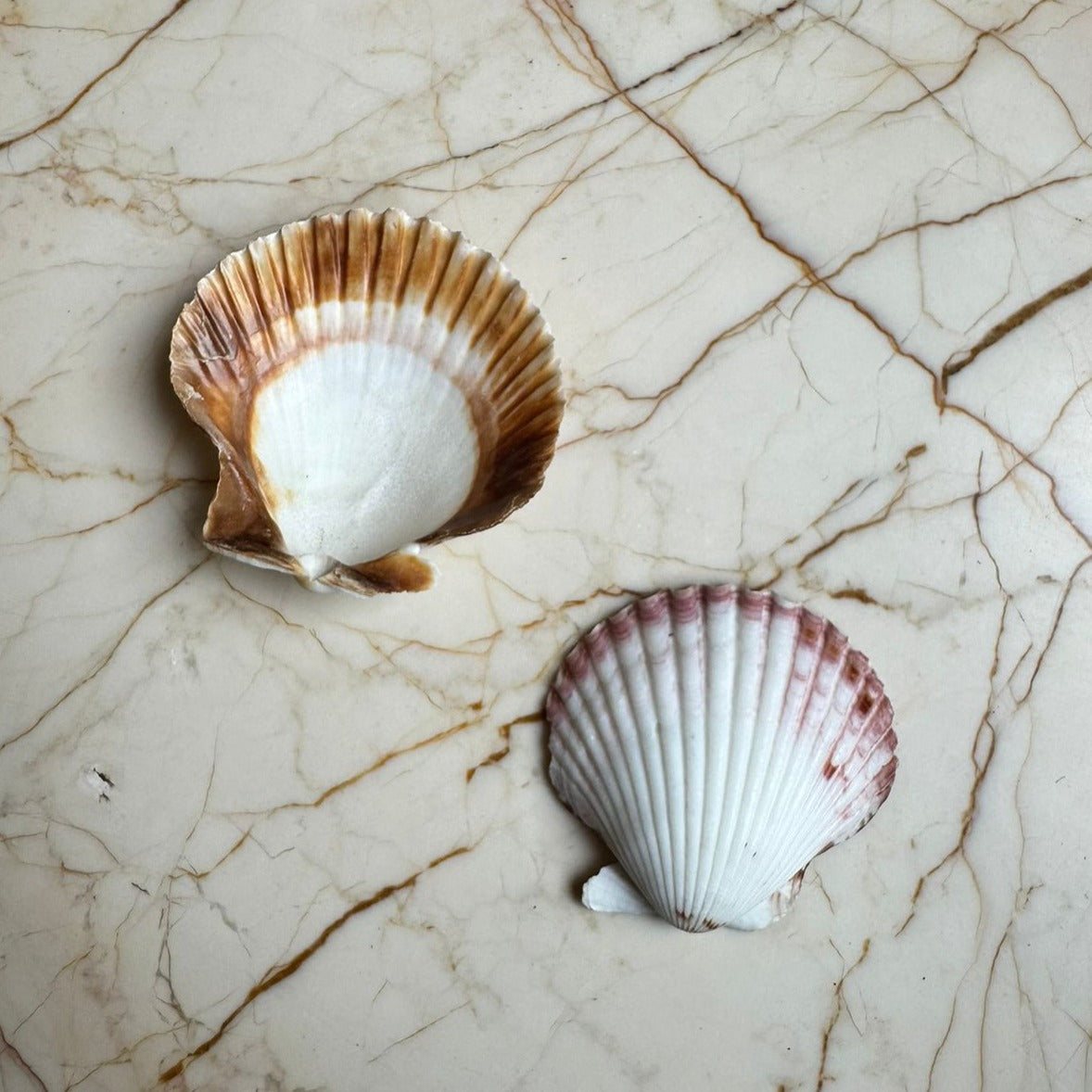 Medium Seep Sea shell - C (Pack of 2)