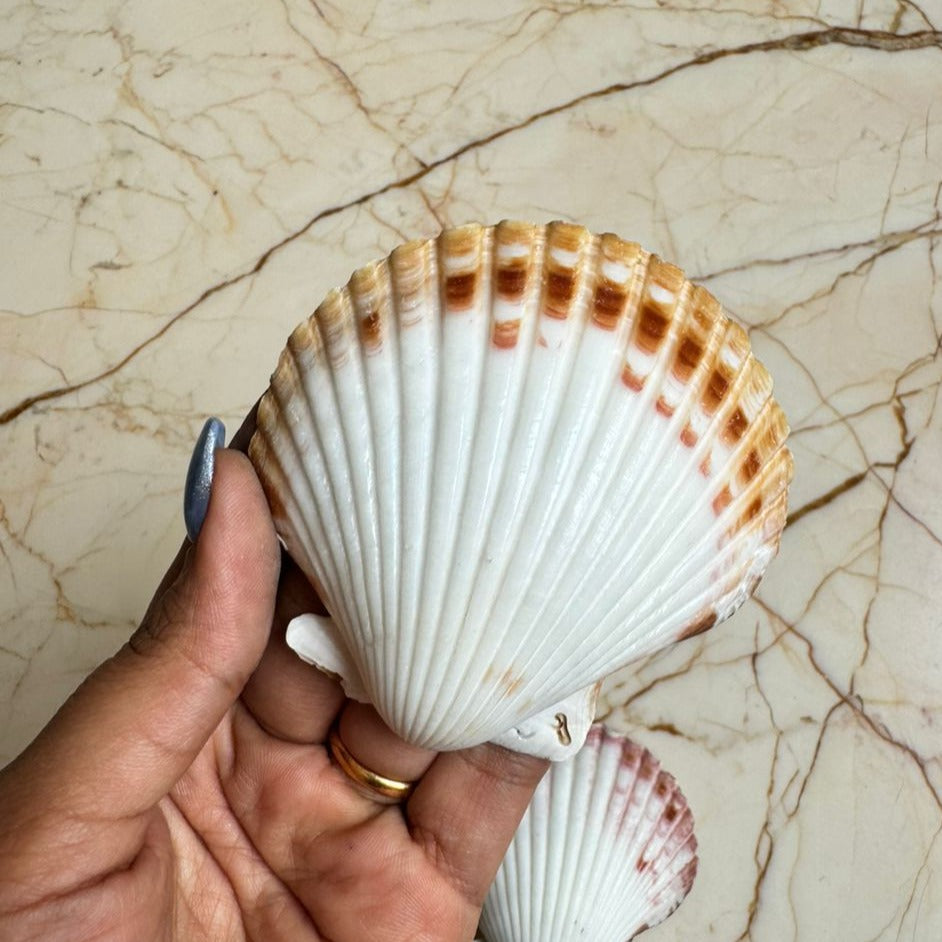 Medium Seep Sea shell - C (Pack of 2)