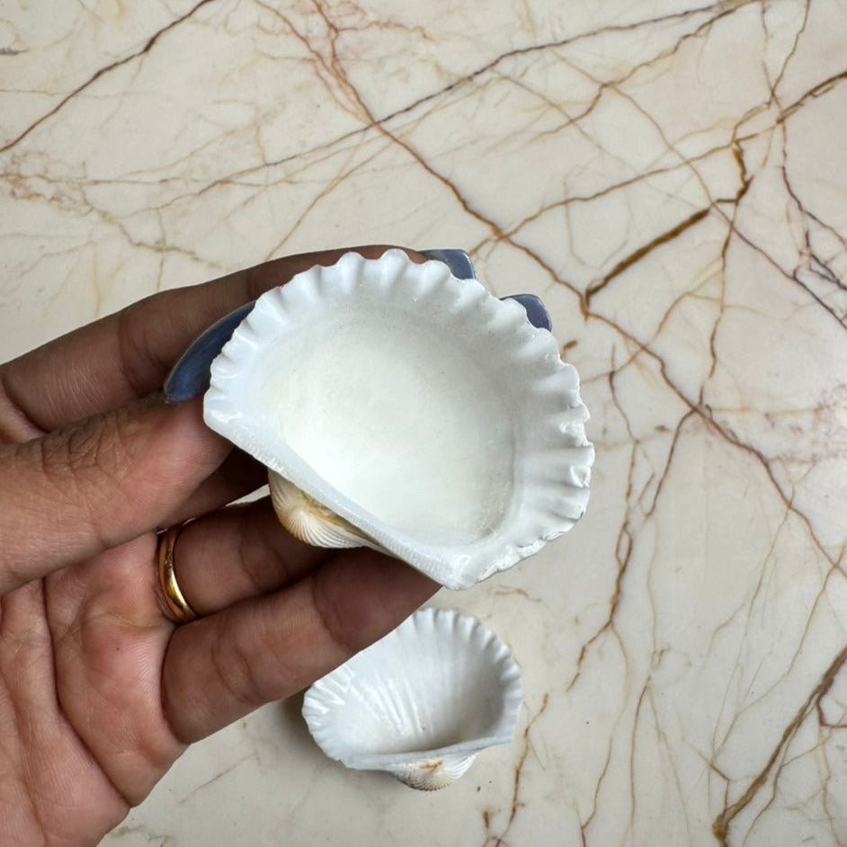 Medium Seep Sea shell - B (Pack of 2)