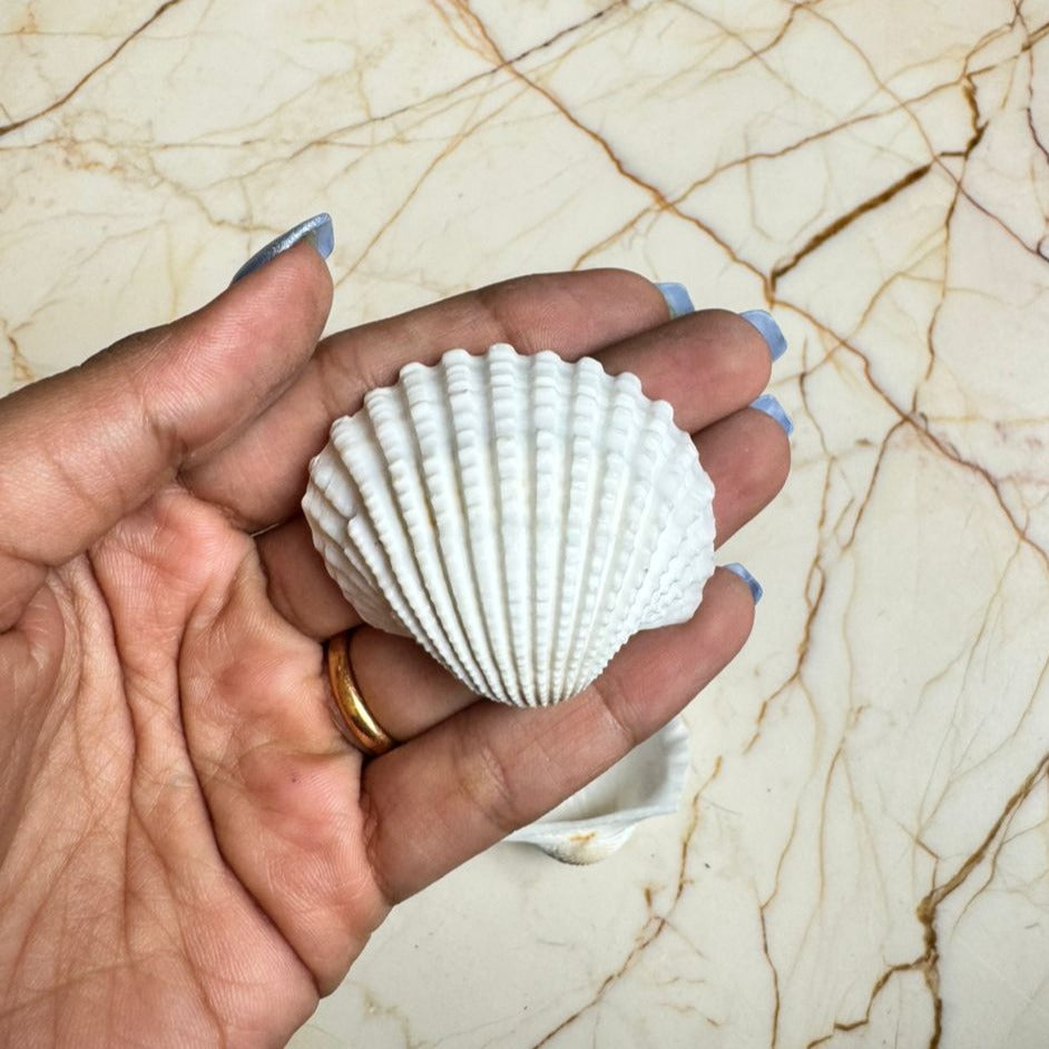 Medium Seep Sea shell - B (Pack of 2)