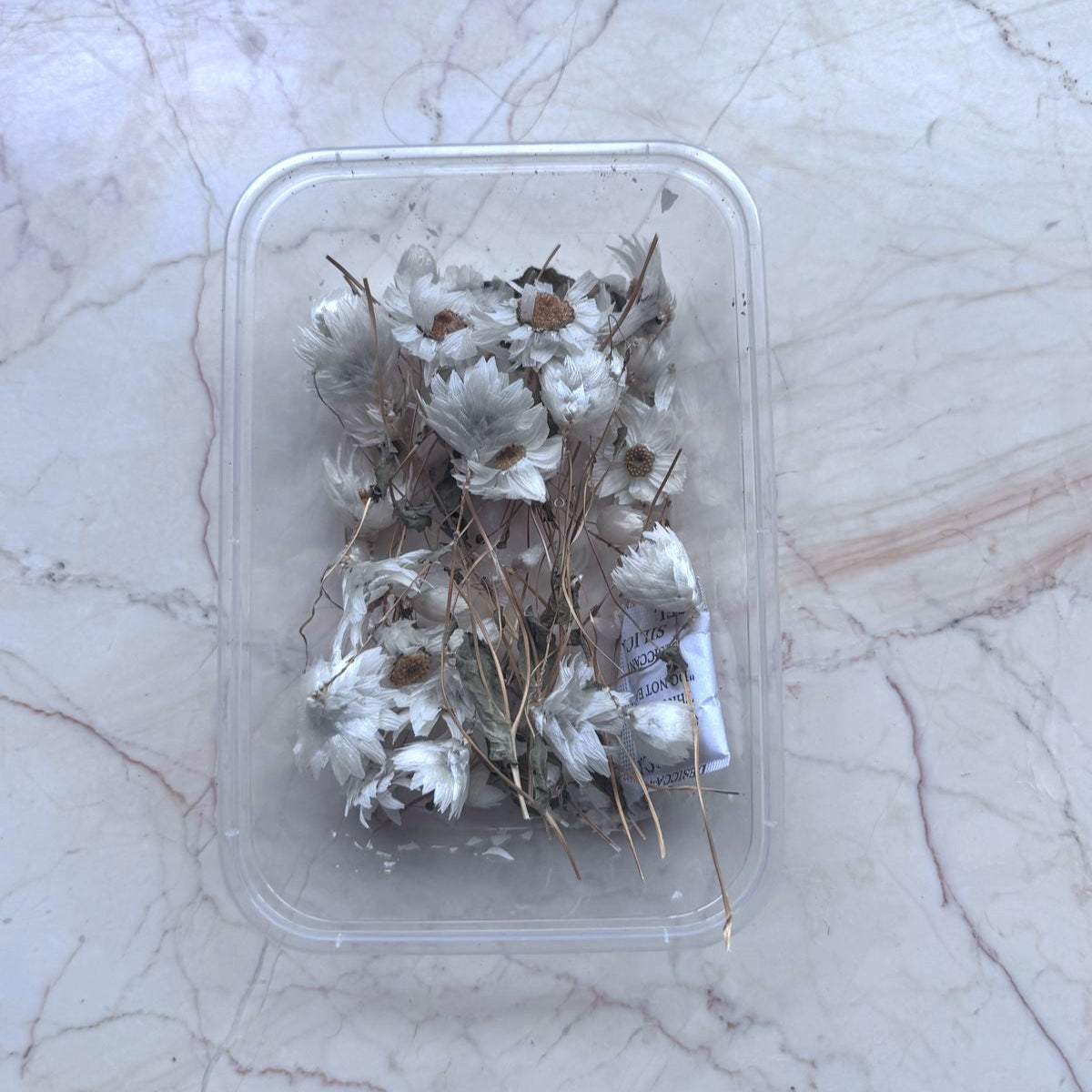 Wild Himalayan Daisy Box