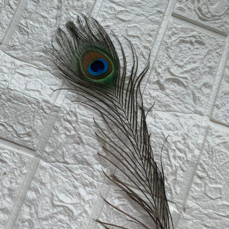 More Pankh / Peacock Feather