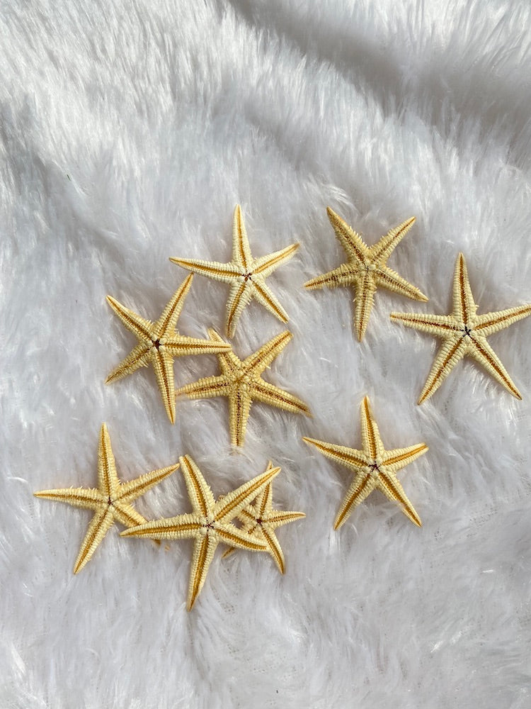 Mixed size Starfish ( Pack of 5 )
