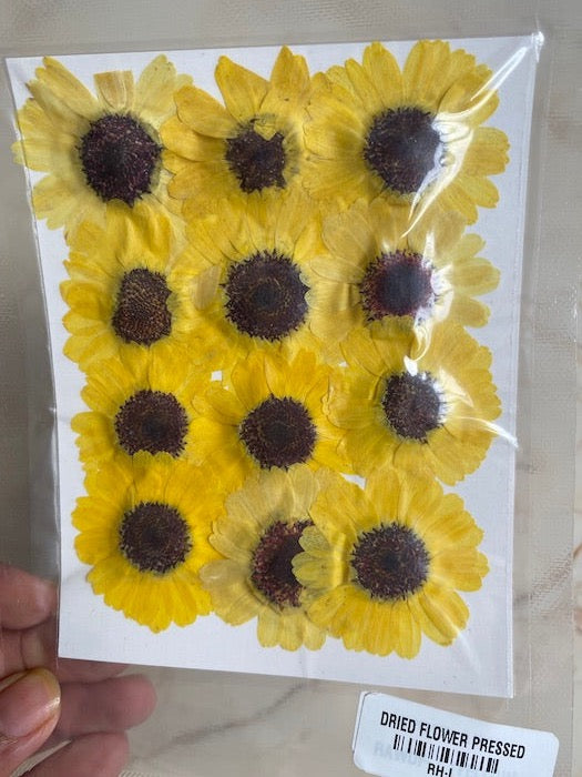 Dried pressed Sunflowers