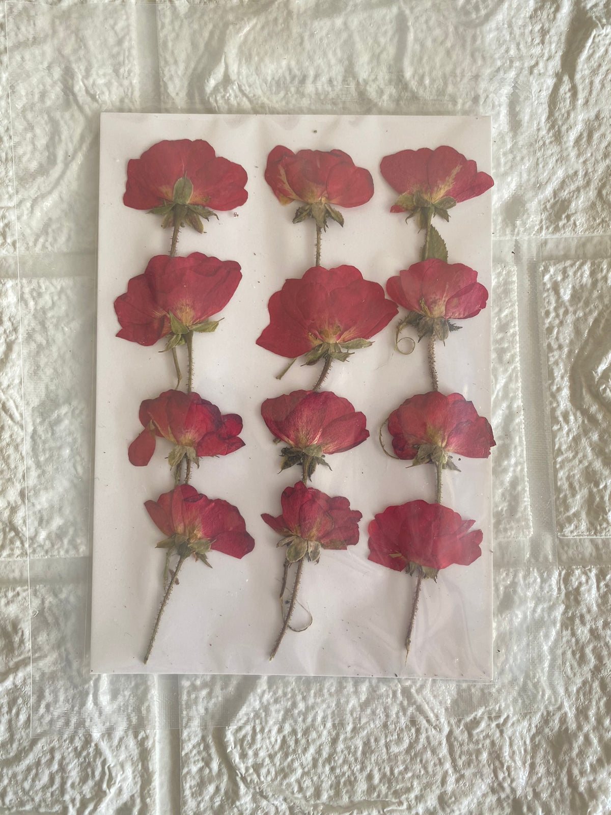 Pressed Rose Flower - Red