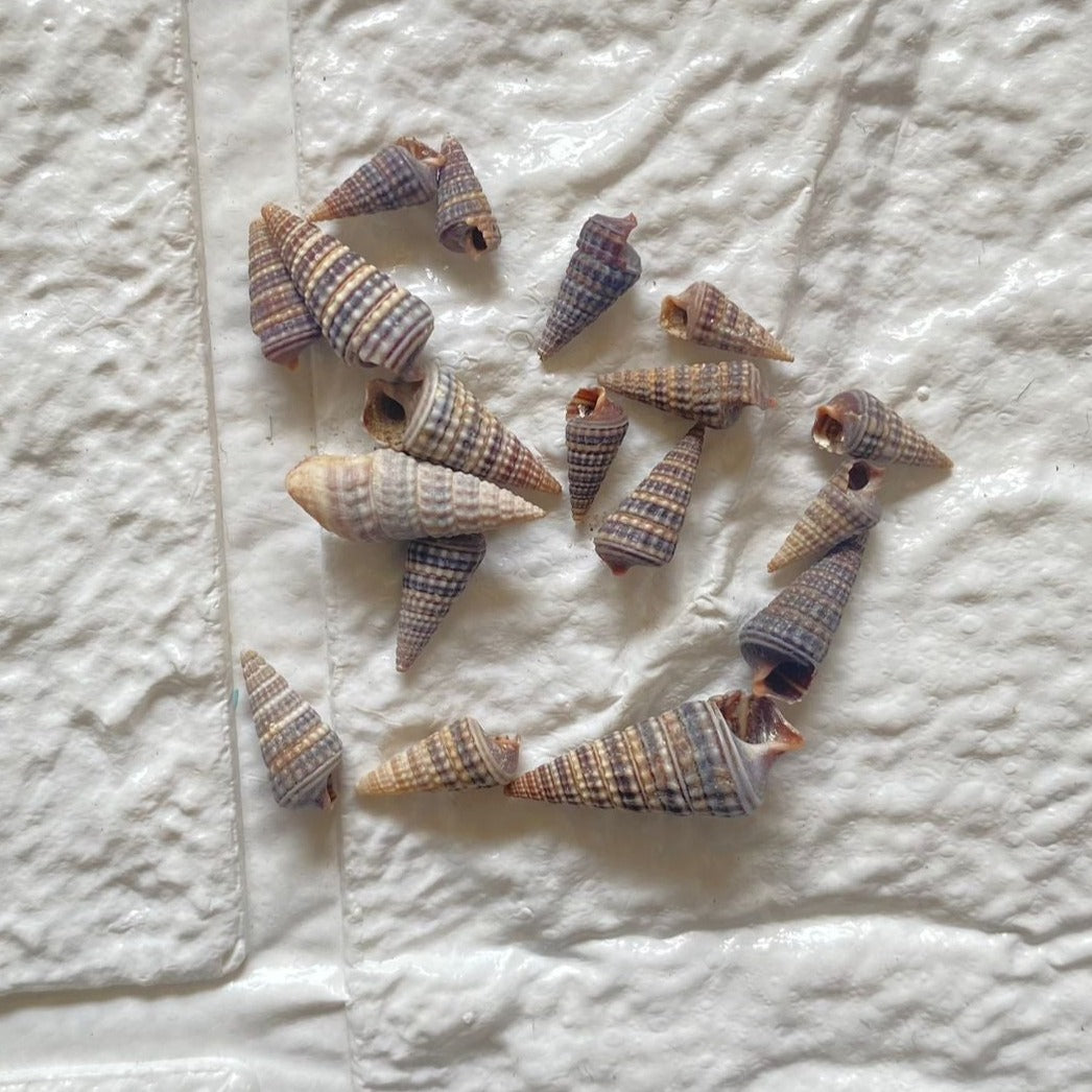 Florida Cone Shells