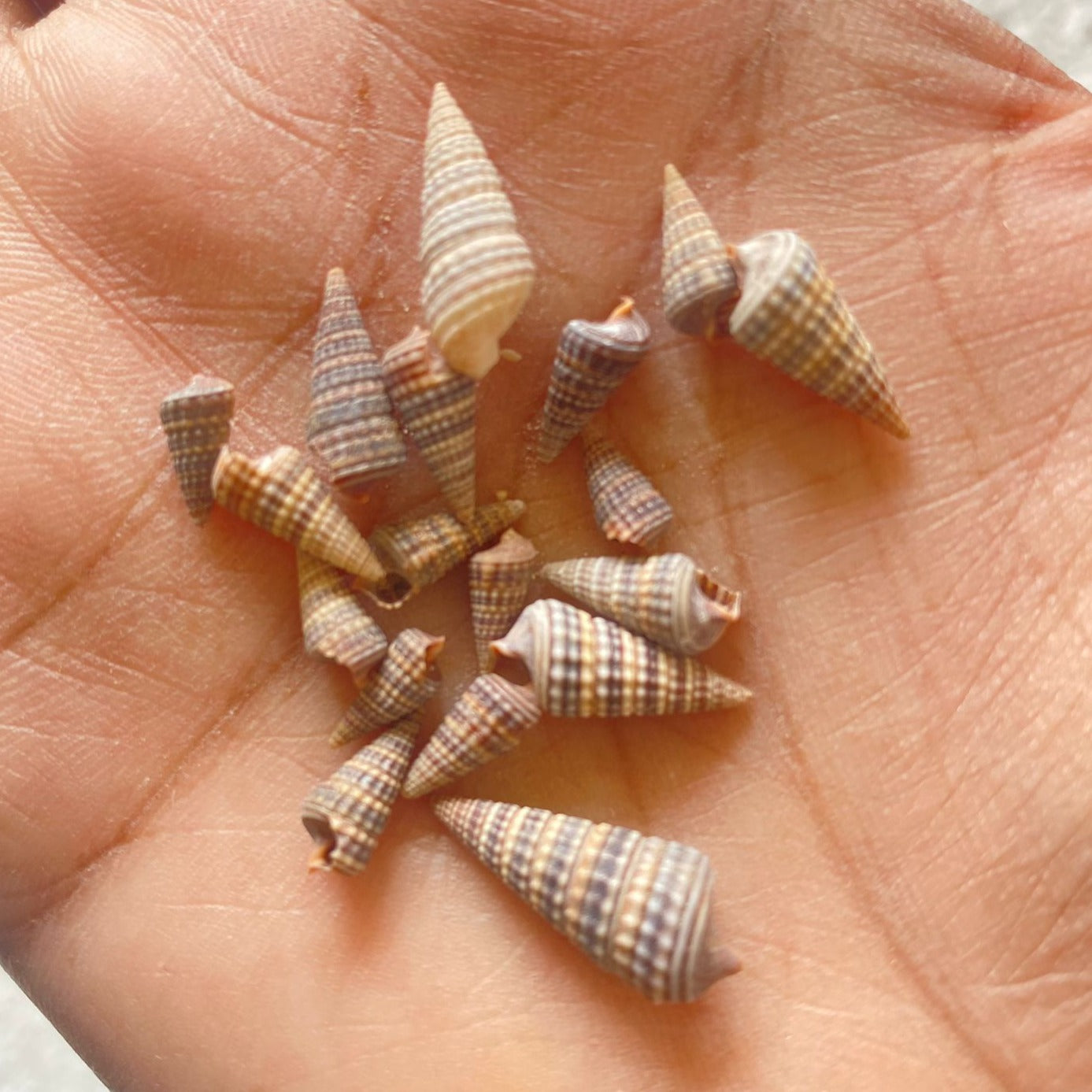 Florida Cone Shells
