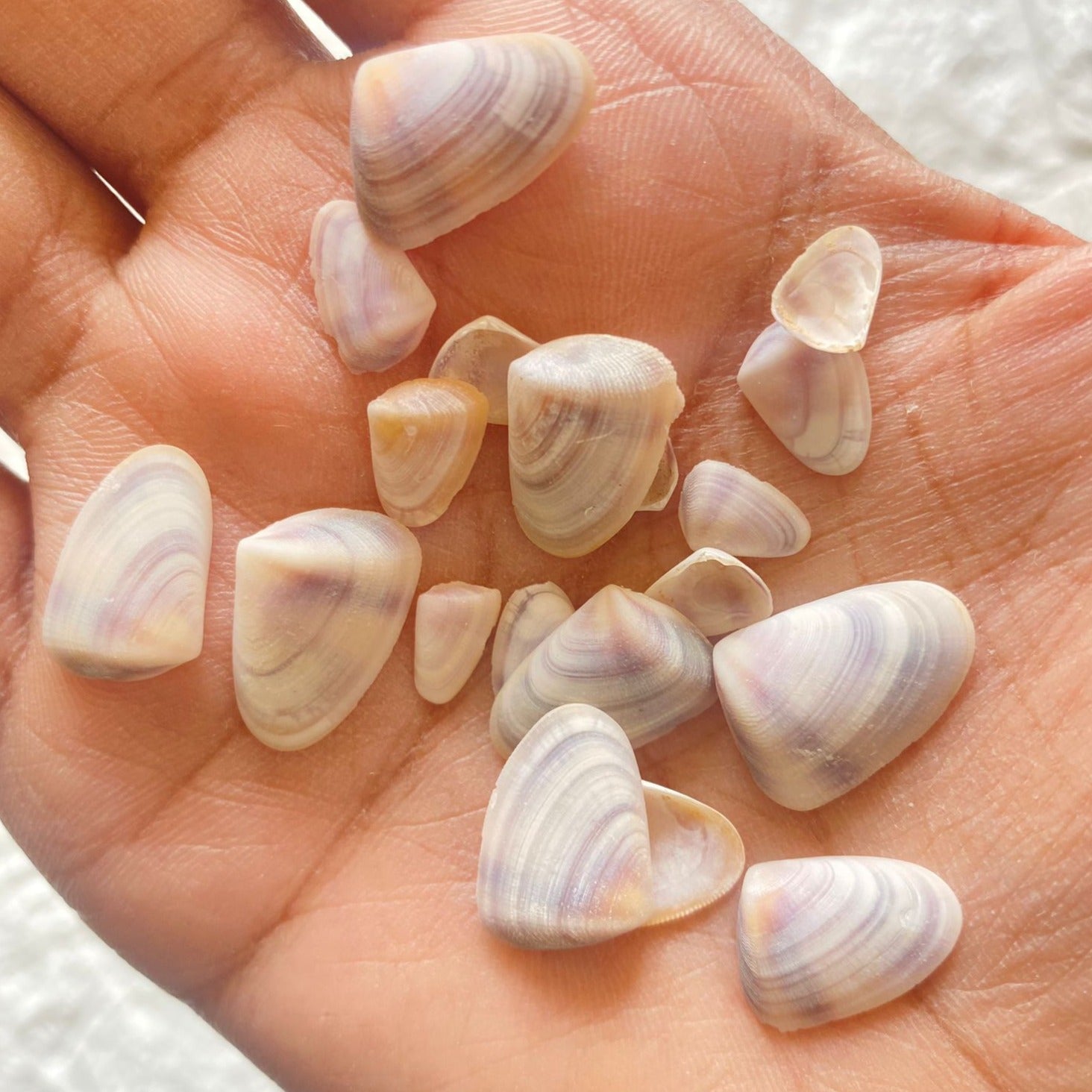 Purple Tagelus Shells