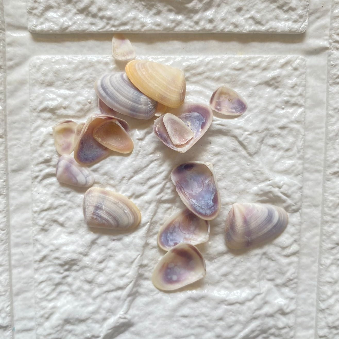 Purple Tagelus Shells
