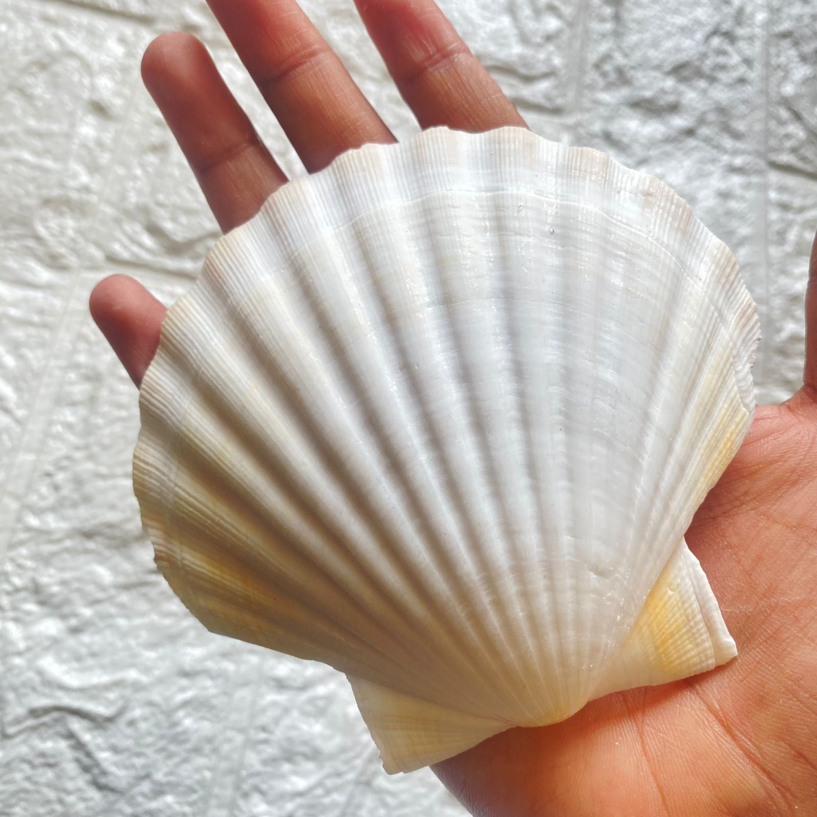 Sea shell For Beach Art - Big