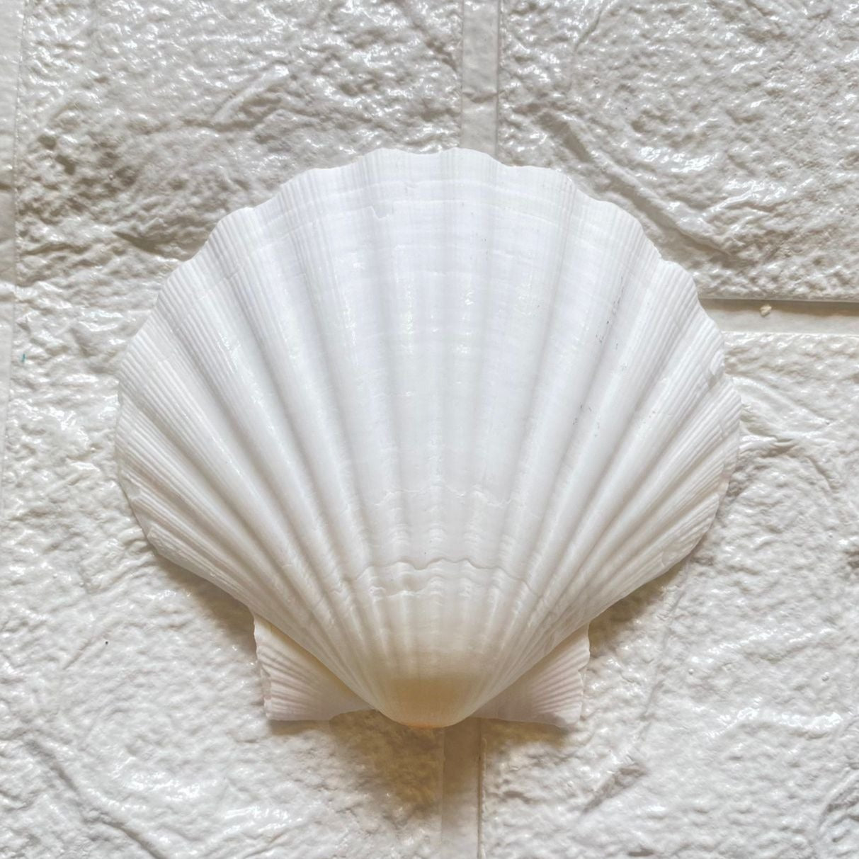 Sea shell For Beach Art - Big
