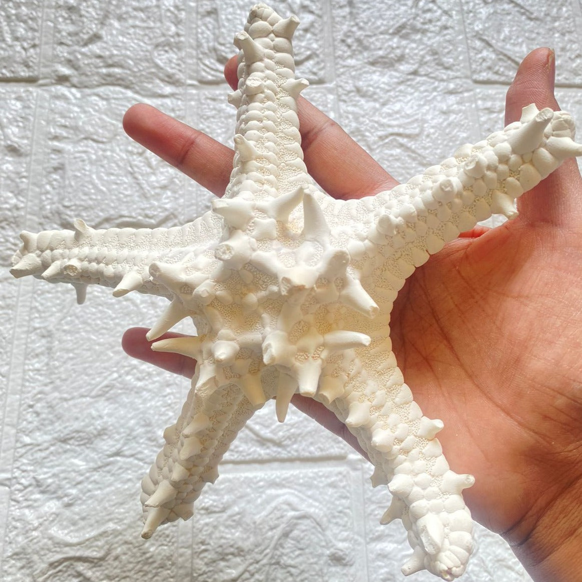 Starfish - Big