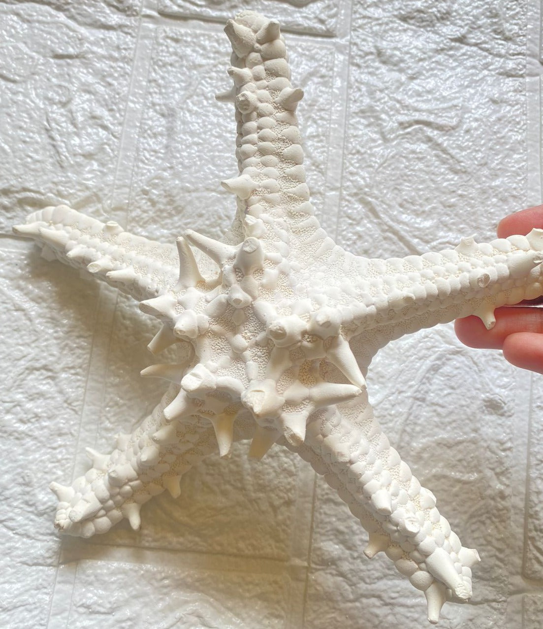 Starfish - Big