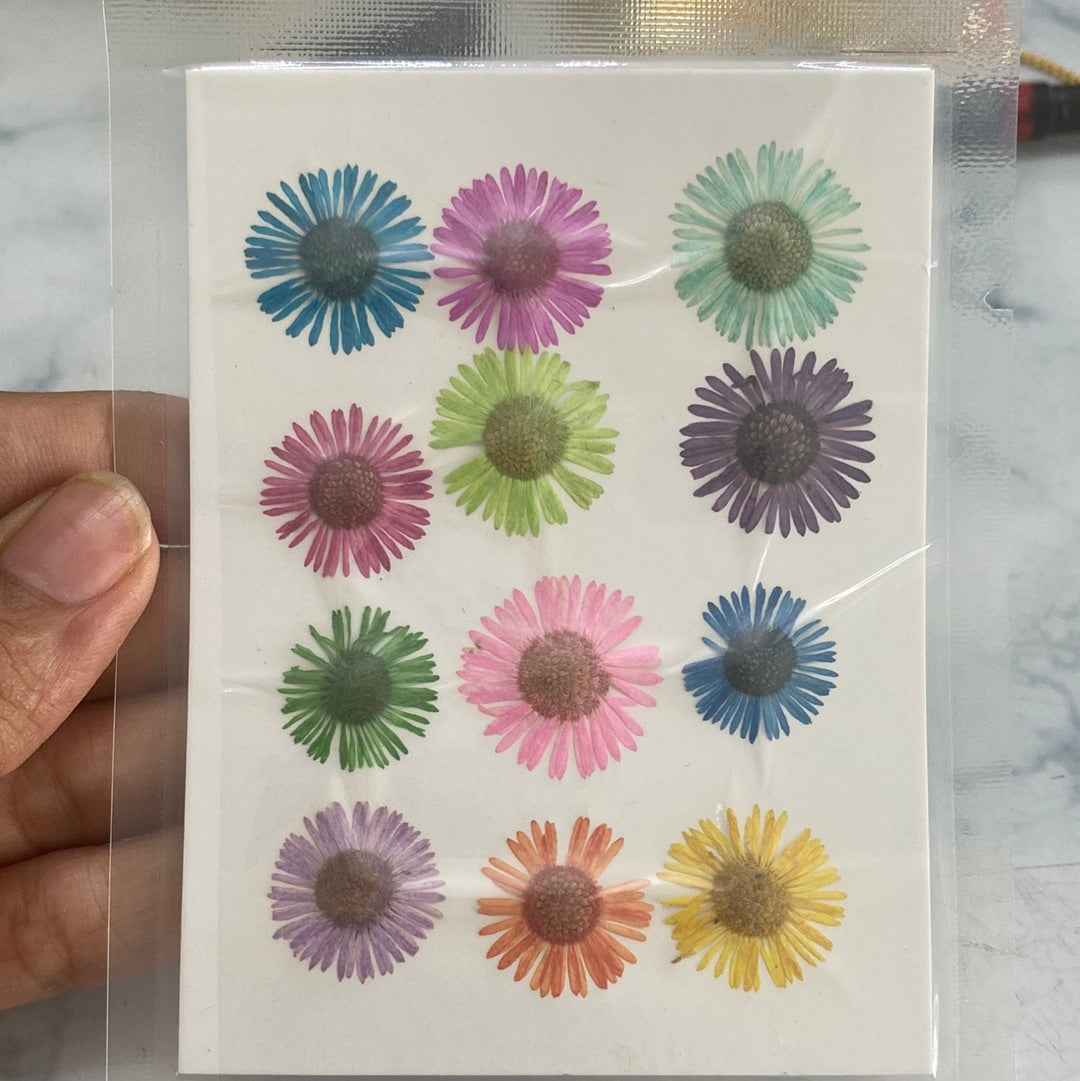 Multicolour Pressed Dry Ashter Flowers